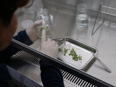 Wasabi Tissue Culture Propagation