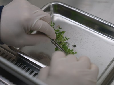 Careful Handling of Wasabi Tissue Culture Seedlings